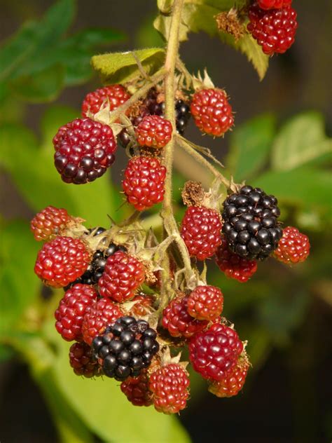 Free Images Fruit Berry Flower Food Produce Blackberry Berries