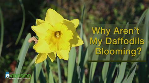 Why Arent My Daffodils Blooming Youtube