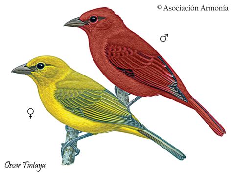 Hepatic Tanager Piranga Flava Birds Of Bolivia