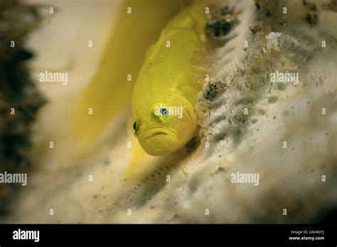 Lemon Gobies Lubricogobius Exiguus Underwater Macro Photography From