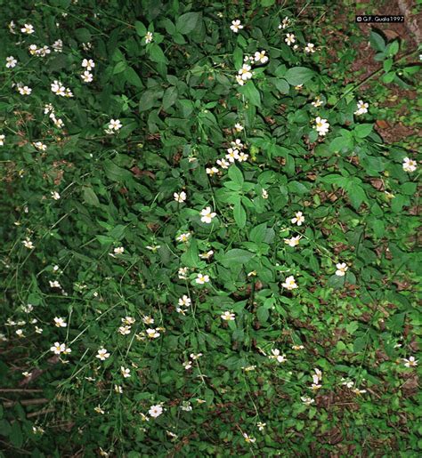 Bidens pilosa is a cosmopolitan, annual herb which originates from tropical and central america. Recherche dans la base de données prélude