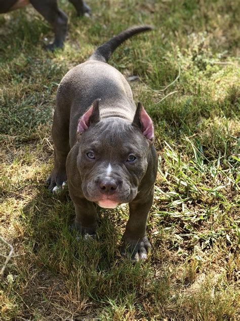 We had such a good experience coming down to pitbulls. American bully puppies for sale in san antonio tx. Search results for "pitbull puppies" for sale ...