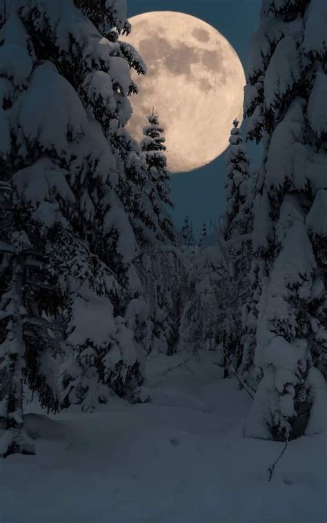 Super Moon Over A Snowy Forest Awesome Winter Landscape Winter
