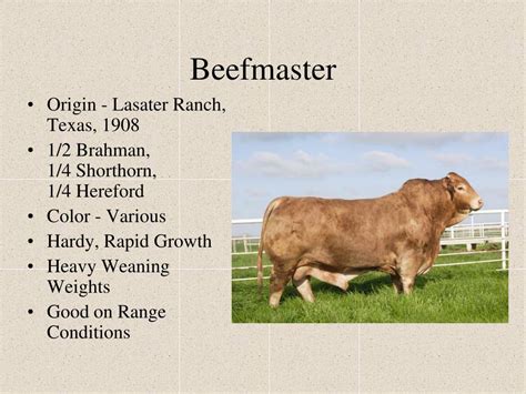 ppt breeds of beef cattle powerpoint presentation free download id 2776371