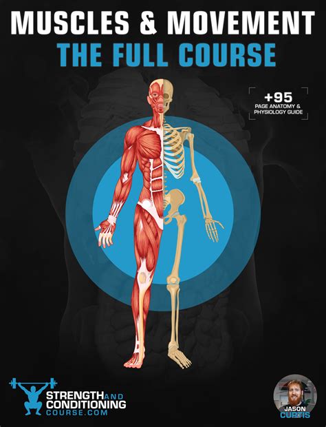Anatomy Muscular Movements