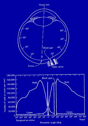 Human Eye Diagram With Rods And Cones