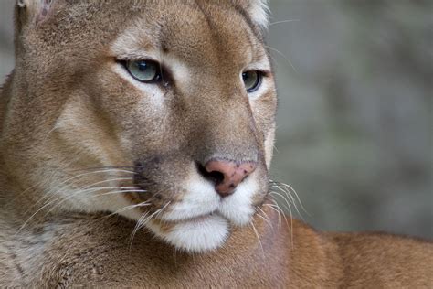 Our athletes have been setting world reco. Puma concolor - Wiktionary