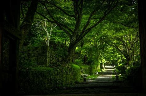 Kyushu Japan Pathway And Path Hd Photo By Athena Lam