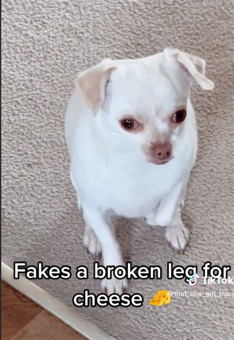 Hysterical Moment Chihuahua Fakes Having A Broken Leg For A Piece Of