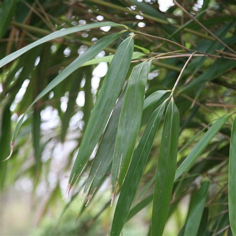 Buy Arrow Bamboo Pseudosasa Japonica