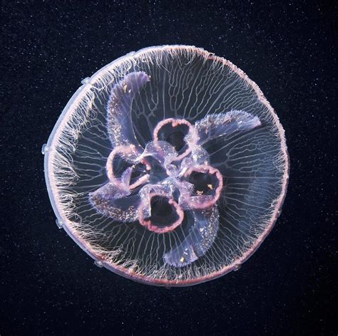 Moon Jellyfish Photograph By Alexander Semenov Fine Art America