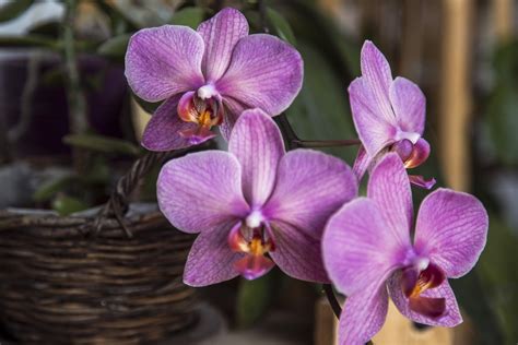 Cuidar De Orquídeas Dicas E Cuidados Especiais Blog Giuliana Flores