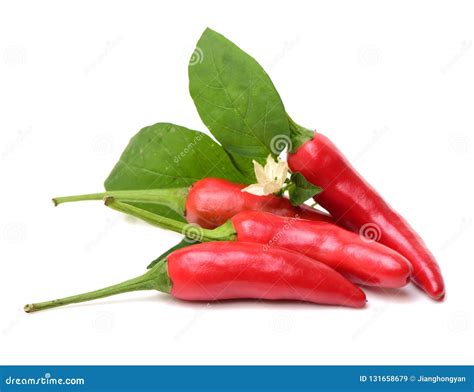 Chili Peppers With Leaves And Flowers Stock Image Image Of Flower