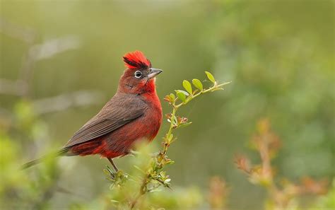 Red Crested Finch Az Birds