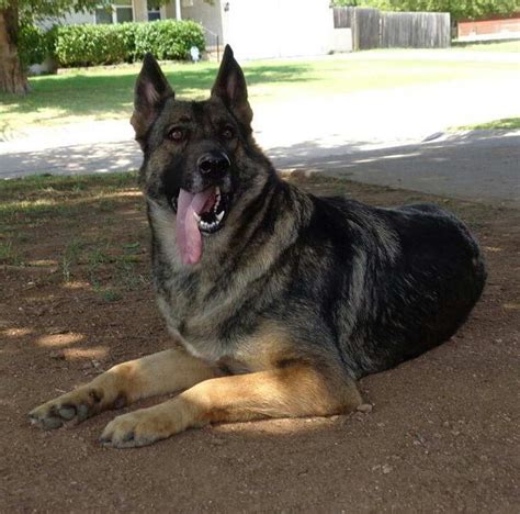 Apart from local shelters and rescue centres. Black And Silver German Shepherd Puppies For Sale In Texas ...