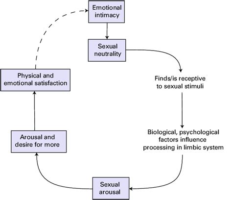 the new model posits the sexual response cycle which comprises download scientific diagram