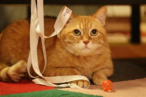 猫 赤猫 子猫 Pixabayの無料写真