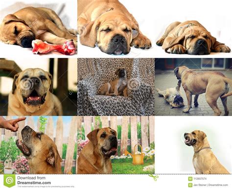 South African Boerboel Boer Bulldog Puppy And Adult Dog Stock Photo