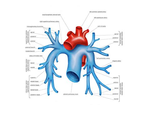 Pulmonary Arteries Photograph By Asklepios Medical Atlas