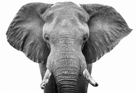 Elephant Pictures Black And White