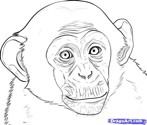 25+ unique Monkey drawing ideas on Pinterest | Black monkey pro, Monkey