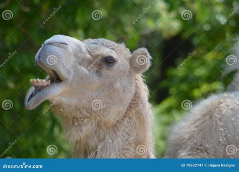 Camello Que Hace Caras Muy Divertidas Con Sus Labios Imagen De Archivo