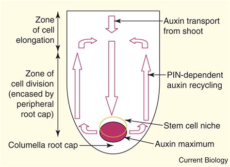 Dynamic Integration Of Auxin Transport And Signalling Current Biology