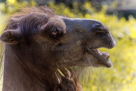 Cabeza De Camello Con Boca Abierta Sobre Un Amarillo Natural Imagen De