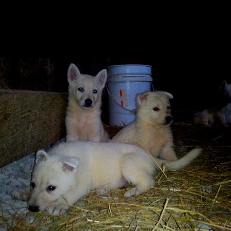 They're excellent with children (herding instinct, fearless protector) and make. White German shepherd? Like, repin, share! :) | White ...