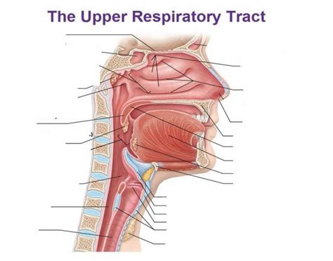 Structures Of The Upper Respiratory Tract Diagram Quizlet