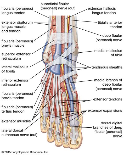Foot Description Drawings Bones And Facts Britannica