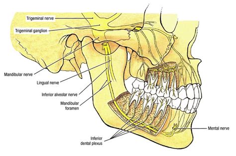 Upper Lip Nerve Dental Malpractice Central Inferior Alveolar Nerve