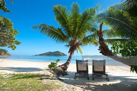 Beach Chairs Under A Palm Tree High Res Stock Photo