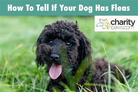 How To Tell If Your Dog Has Fleas Signs To Look For