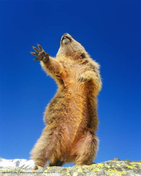 Funny Finalists From The Comedy Wildlife Photography Awards In