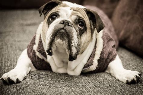 Baggy Bulldogs - Baggy Bulldogs's Photos | Facebook | Bulldog, English bulldog, Cute dogs
