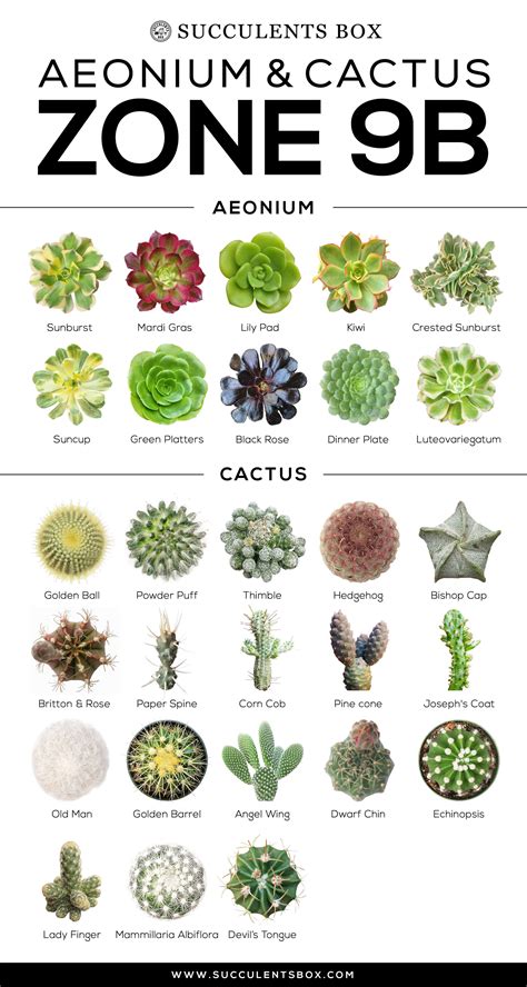 Cactus And Succulents Names