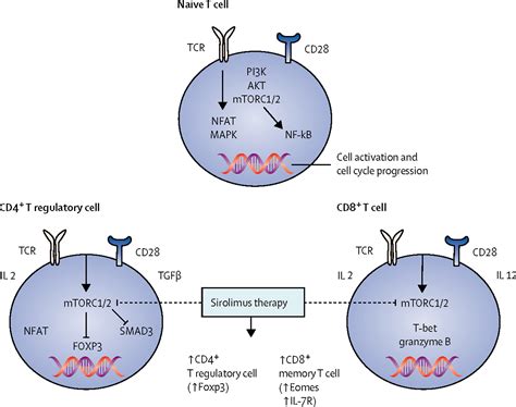 Cd8 T Cells And Mtor New Concepts And Targets For Systemic Lupus