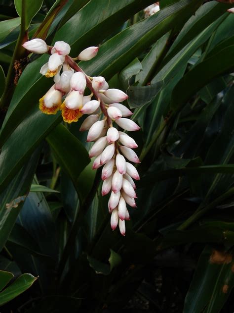 Check spelling or type a new query. shell ginger - Wiktionary