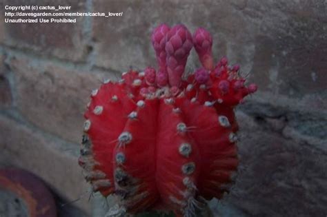 Download ball cactus stock vectors. PlantFiles Pictures: Gymnocalycium, Moon Cactus, Ruby Ball ...