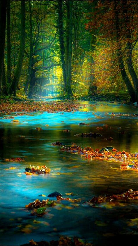 Nature Forest Leaves River Tree Water Hd Mobile Wallpaper Peakpx