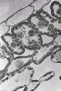 Under the microscope, an animal cell shows many different parts called organelles, that work together to keep the cell functional. (Plant) Cells | The A Level Biologist - Your Hub