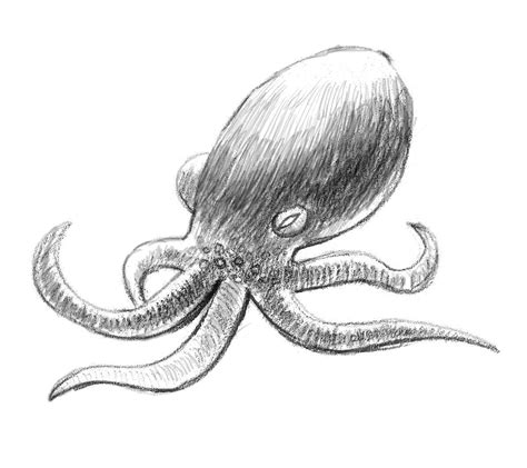 how to draw an octopus easy drawing tutorial