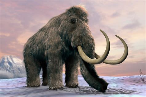 Doombed Crispr Startup Wants To Resurrect The Woolly Mammoth By 2027