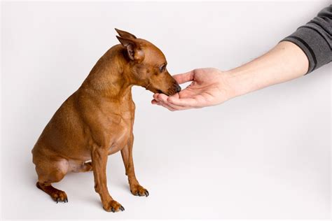 What Does It Mean When A Dog Licks Your Hand