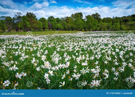 Picturesque Spring Flowery Glade In The Forest With Daffodils Flower
