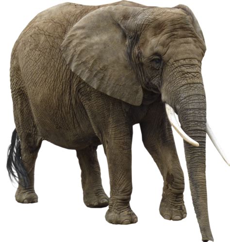 Elephant Png Transparent Image Download Size 872x916px