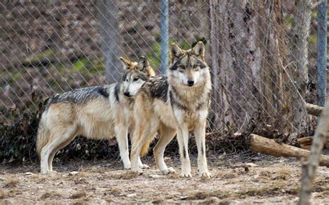 Diversifying The Pack Cross Fostering Helps Mexican Wolf Population