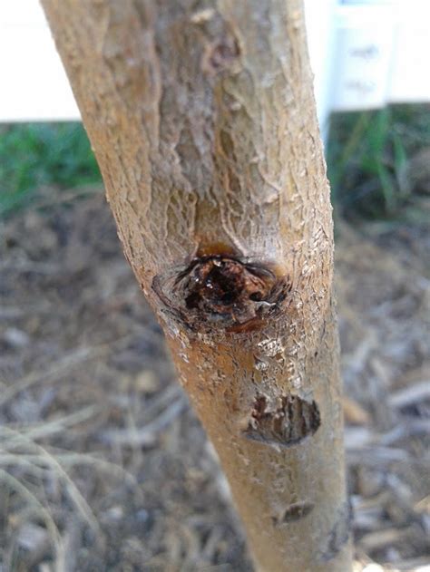 Is This The Beginning Of Canker General Fruit Growing Growing Fruit