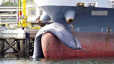 Huge 32 Foot Dead Whale Found Stuck On The Bow Of A Japanese Tanker As